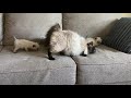 Balinese Kittens の動画、YouTube動画。