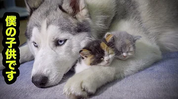 子犬がただ寝ている動画 子犬がただ寝ている動画
