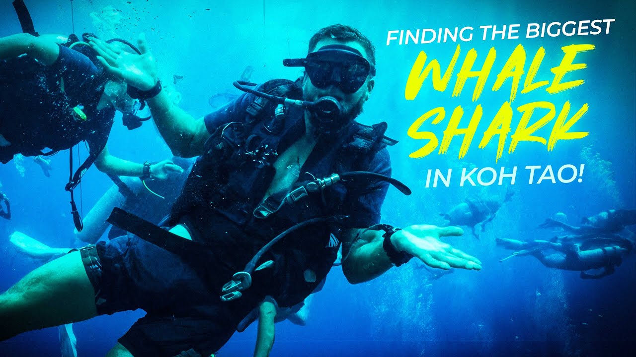 Koh Tao Whale Shark Encounter - La Bombona Scuba Diving VLOG