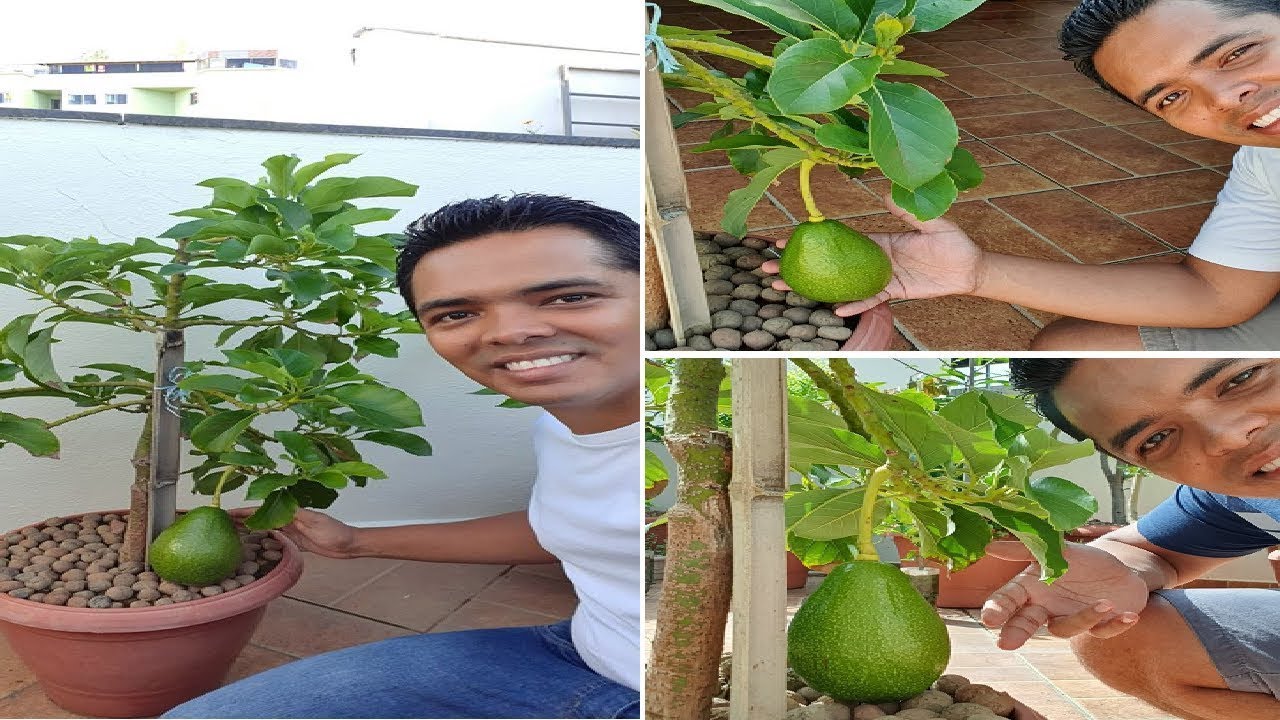 Abacate em Vaso do Plantio a Colheita Exclusivo YouTube