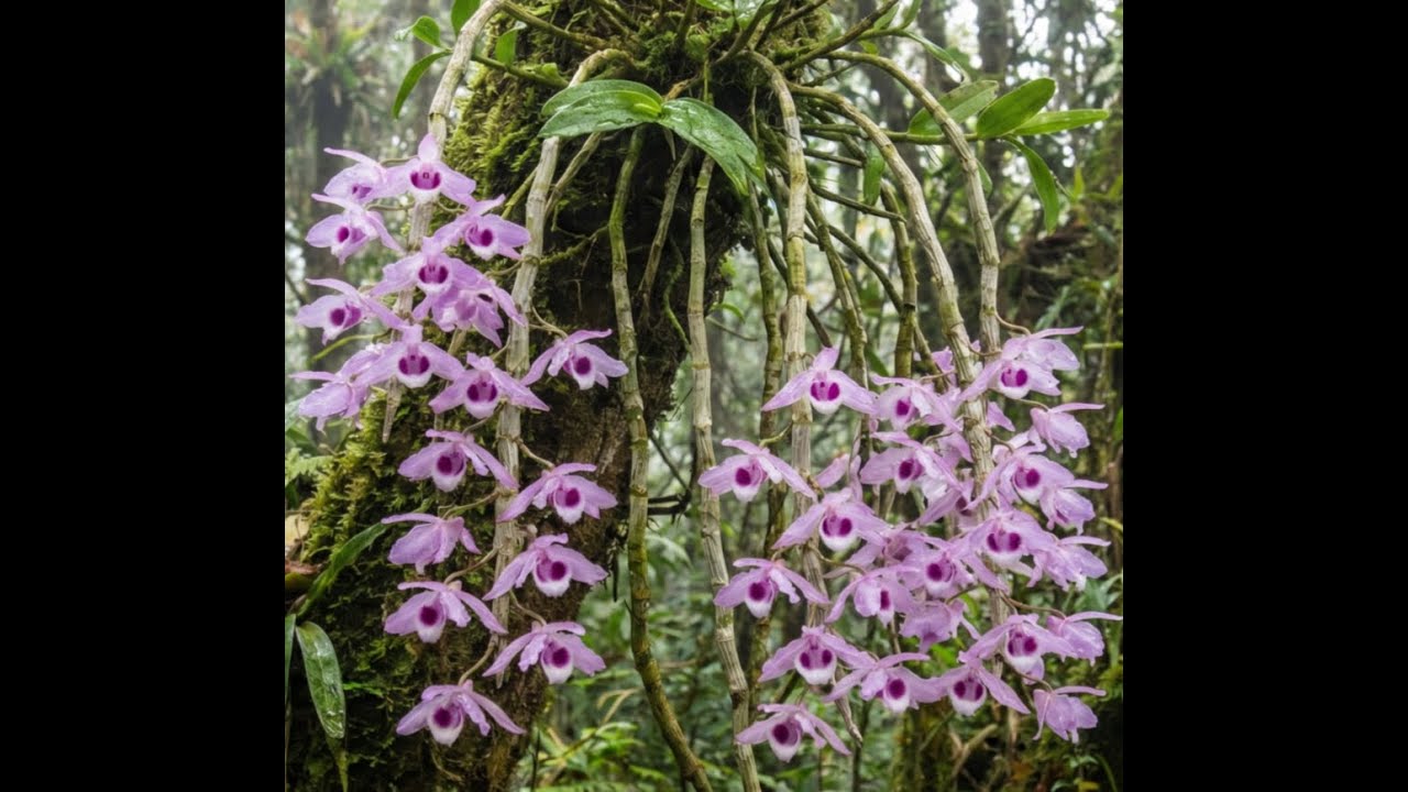 Tập 2 : HOA LAN RỪNG VIỆT NAM - Vì sao Hoa Lan khó phục hồi trong Rừng?