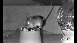 🔴 🐭 Mice - 3 Little Mouse Attic Video for Cats to Watch. Cat TV Video Exciting Entertainment video