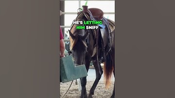 Building Trust with Your Horse: Essential Training Tips