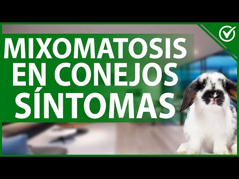 Video: ¿Por qué los conejos tienen mixomatosis?