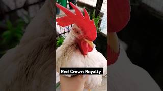 My Boss bird 👑 #shorts #youtubeshorts #pets #ytshorts #viral