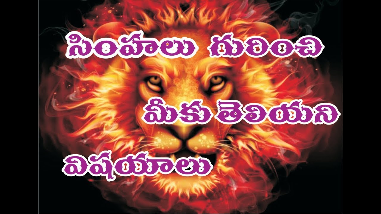 Unknown Fact Lions In Telugu Youtube unknown fact lions in telugu youtube