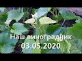 Наш виноградник. Алтайский край г. Барнаул 03.05.2020