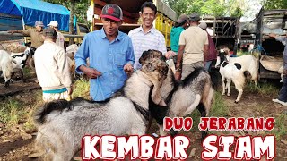 DUO JERABANG‼️HARGA KAMBING HARI INI DIPASAR DAMPIT MALANG JATIM
