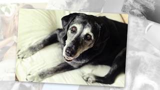 Emma's Senior Dog Project - Simon - Harmony Designs Photography