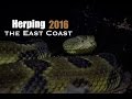 Herping the East Coast! 2016 Herping the East Coast! 2016