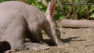 See The San Diego Zoo Safari Parks First Baby Aardvark
