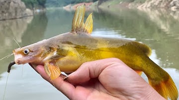 Hướng Dẫn Móc Mồi Giun |CÂU CÁ SÔNG TỰ NHIÊN | Hiệu Quả Nhất - Móm Thủ Review