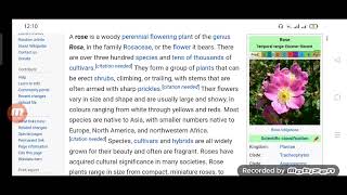 wikipedia of rose flower |