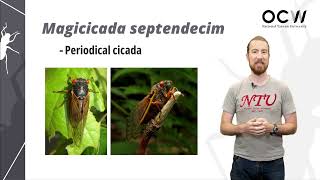 Edible Insects 02. Edible Insects Around the World