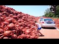 Esta Es La Razón Por la Que Australia Nunca Comerá Millones de Cangrejos Rojos