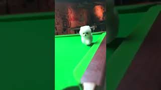 最可爱的小狗宠物很漂亮