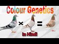 Colour genetics in racing pigeons  breeding chart of racing pigeon  kalapati