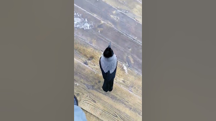 певчих птиц больше  нет, ВОРОНЫ
