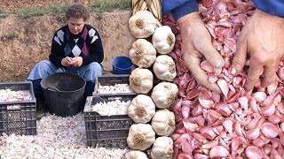 The garlics. Planting, cultivation, winnowing and traditional braiding of this food in 1997