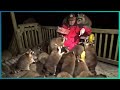 Animals That Asked People for Help &amp; Kindness Ep 40