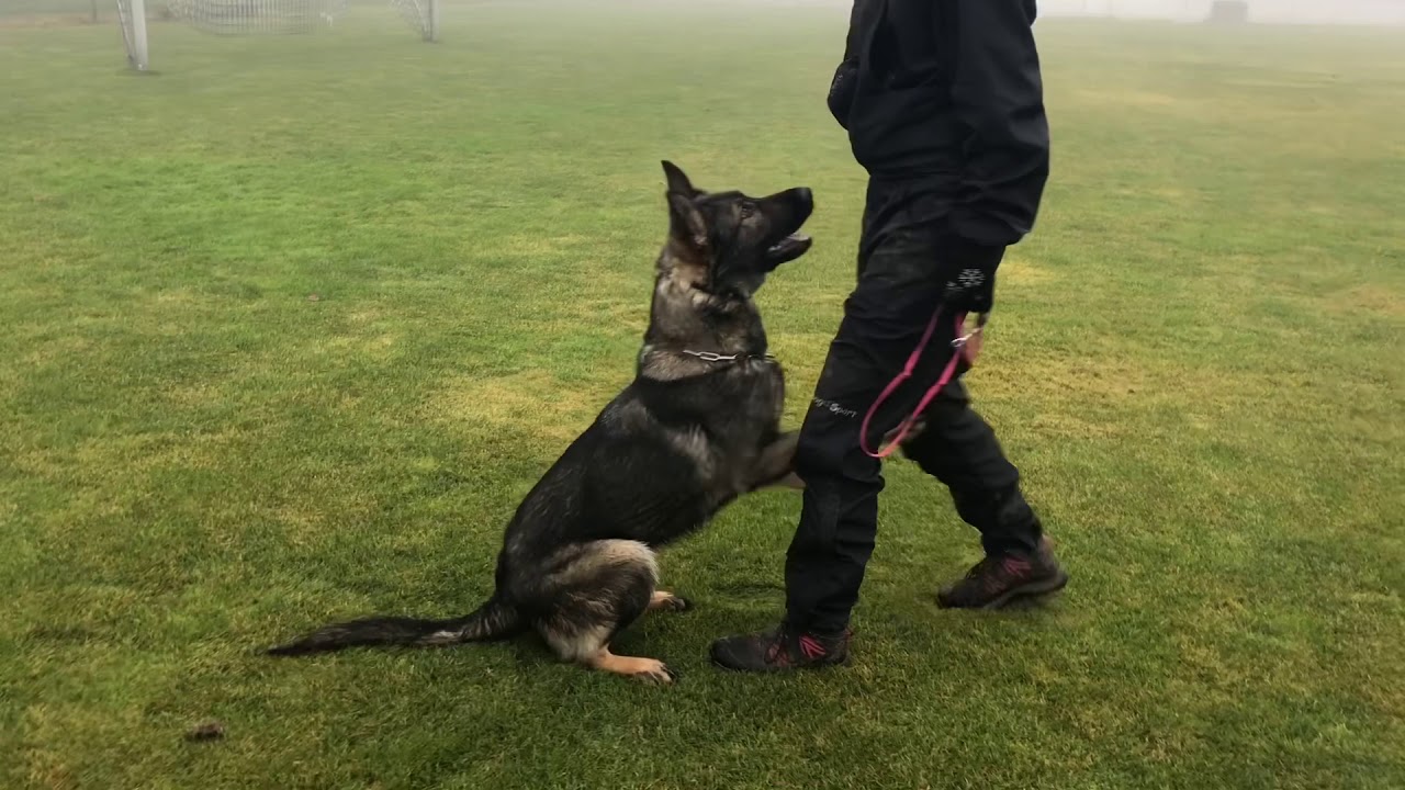 Andromeda Omega’s Legacy (Gero z Berounské bašty x Omega z Eurosportu