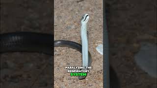 King Cobra’s Deadly Secret: Instant Paralysis #shorts