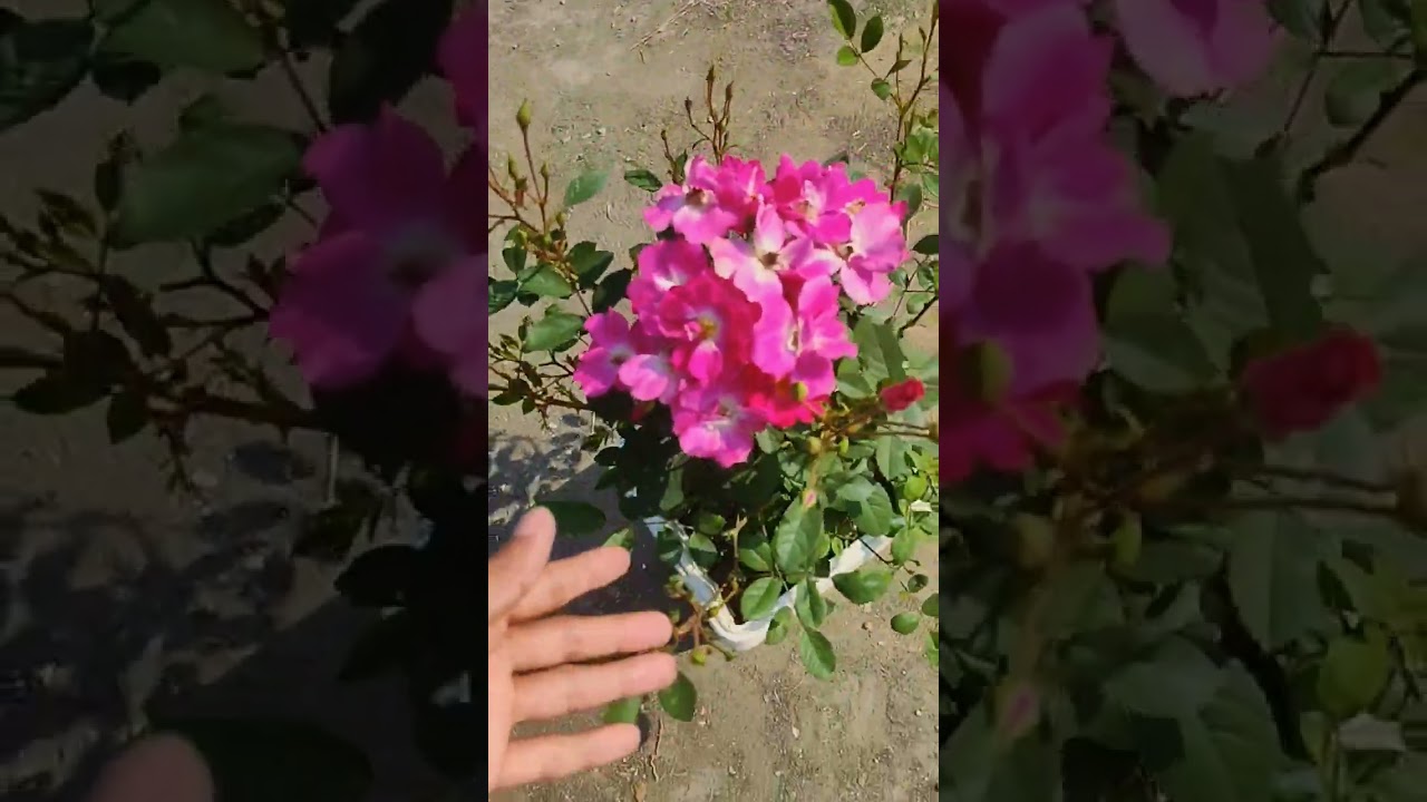 roses flowers and plants 