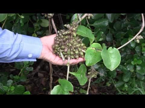 REMOVE MADEIRA VINE (Anredera cordifolia) PITTWATER ECOWARRIORS 3