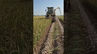 JCB# lahsun# machine