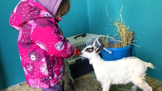 Trouble happened to Gena / Alice feeds the goats / Ggoat is waiting for childbirth by Raccoon TV 45,908 views 2 years ago 7 minutes, 45 seconds