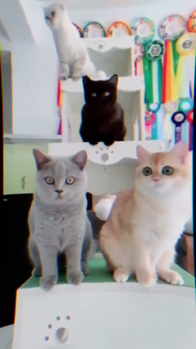 kucingnya blekuk' #campursari #kucingimut #dangdut #lucu #fypyoutubeshorts #cat #masukberanda #duet