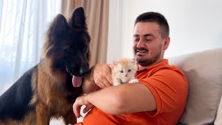 German Shepherd Jessie Meets New Tiny Kitten for the First Time!