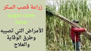 زراعة قصب السكر/الأمراض التي تصيب قصب السكر/sugar cane farm/Saccharum officinarum/طريقة العناية