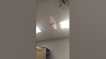 Fun in class: Pigs can fly!!!!