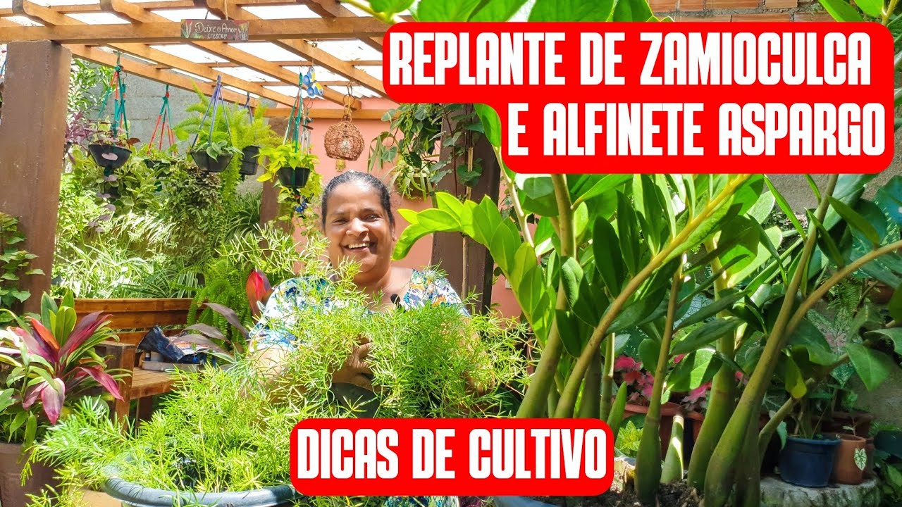 COMO FAZER REPLANTE DE ZAMIOCULCA E ALFINETE ASPARGO: DICAS DE CULTIVO E DE COMO TER PLANTAS LINDAS