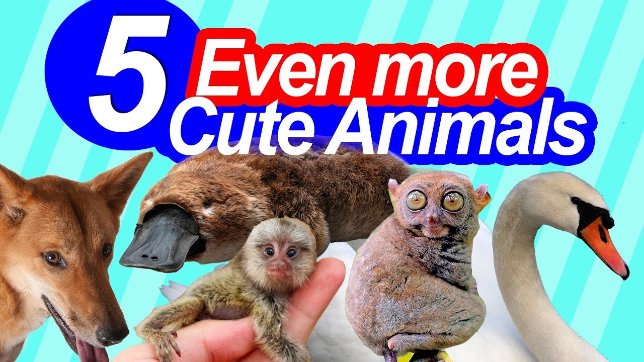 Even More Animals You Don't Want To Mess With