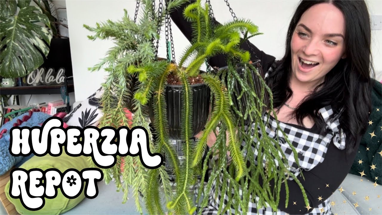 🌿 My Most Uncommon Plants? 🤔 🌿 Huperzia Repotting and Care ✨