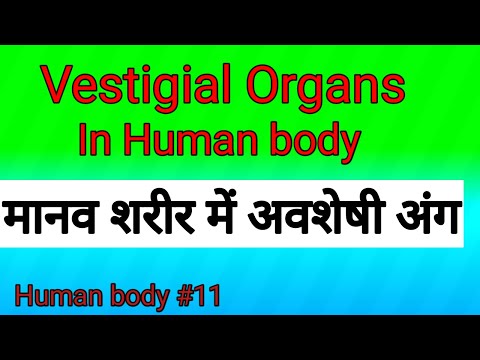 What are Vestigial Organs in human body ? || मानव शरीर में अवशेषी अंग  ||