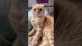 Котик 🐱 юмор 🤣#шутка #прикольныекоты