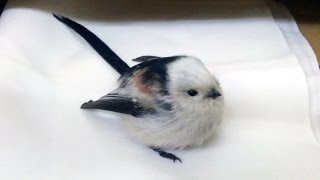 【野鳥】シマエナガを保護しました。かわいいです、そのまま飼いたかったなぁ