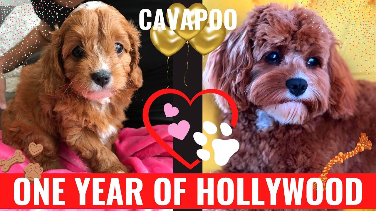 PUPPY | 8 WEEKS TO 1 YEAR | CAVAPOO NAMED HOLLYWOOD