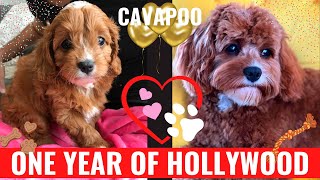 PUPPY | 8 WEEKS TO 1 YEAR | CAVAPOO NAMED HOLLYWOOD Puppy Growing 8 Weeks To 1 Year Cavapoo