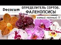 Decorum ОПРЕДЕЛИТЕЛЬ сортов ОРХИДЕИ фаленопсис  Orchid Qualifier of a grade. орхидея orchids