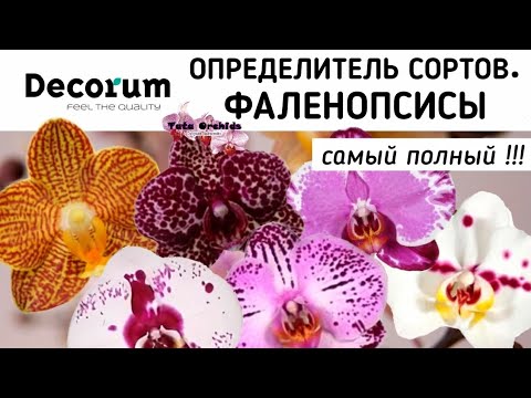 Видео: Видове и сортове орхидеи