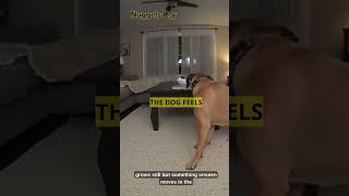 Dog Growls As Objects Shift In Empty Room Paranormal Cctv