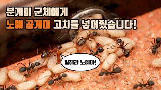 [4K UHD] 분개미 군체에게 노예 곰개미 고치를 넣어줬습니다! | Formica sanguinea | アカヤマアリ