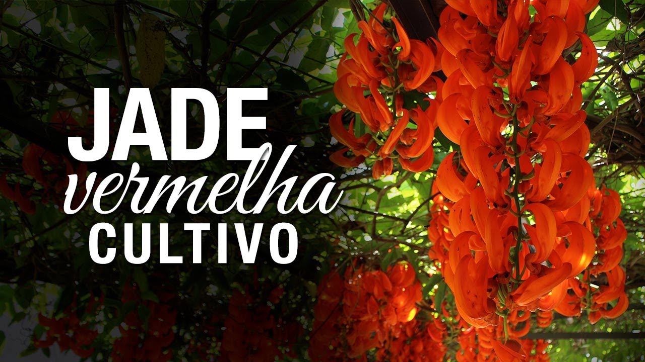 Jade Vermelha: Dicas Simples de Cultivo - thptnganamst.edu.vn