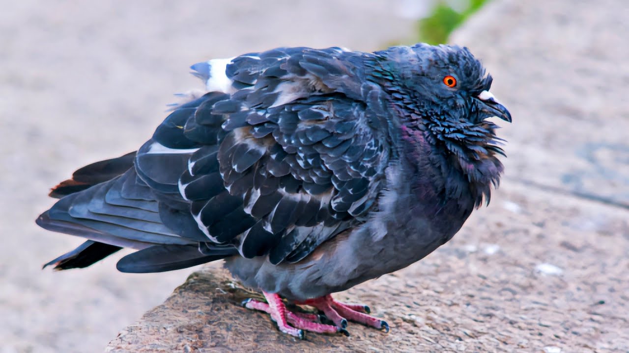 اقوي علاج لامراض الحمام 👌 السالمونيلا والبرد والاسهال