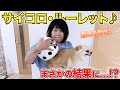 【感動して涙...！？】愛犬と運命を操れ！サイコロ・ルーレット！！！【チワワのシナモン】