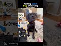 Ranking Cutest Dogs Whispering 😭